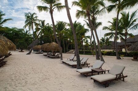 Palm and tropical beach in Tropical Paradise. Summertime holiday in Dominican Republic, Seychelles,...