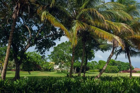 Tropical Paradise. a green tropical forest. Pathway in tropical park - abstract travel background.の写真素材