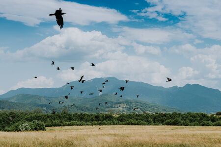 Green meadow on the background of the mountains.の写真素材