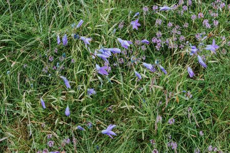 Meadow plant background: blue little flowers - close up and green grass. Shallow DOF.の写真素材
