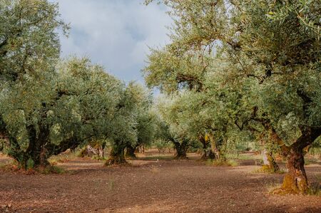 Olive Grove on the island of Greece. plantation of olive treesの写真素材