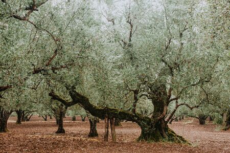 Olive Grove on the island of Greece. plantation of olive treesの写真素材