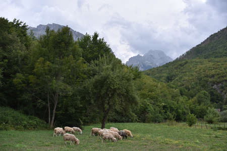 Flock of sheep grazing in a hill at sunset.