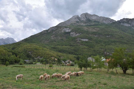 Flock of sheep grazing in a hill at sunset.