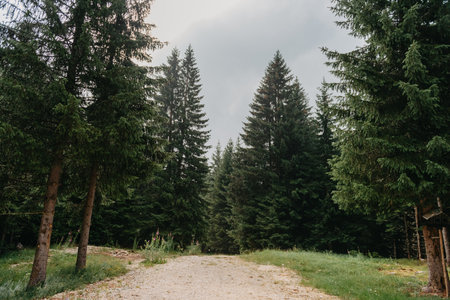 A beautiful forest landscape in Durmitor National Park, Montenegroの写真素材