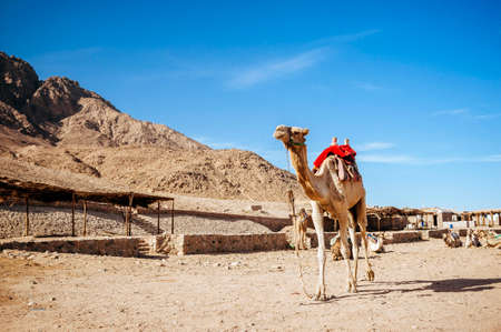 Camel ride at desert safari in Egypt. Camels Resting in The Thar Desertの写真素材