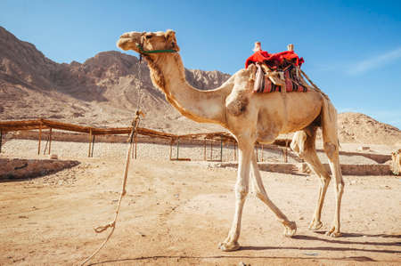 Camel ride at desert safari in Egypt. Camels Resting in The Thar Desertの写真素材