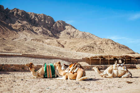 Camel ride at desert safari in Egypt. Camels Resting in The Thar Desertの写真素材