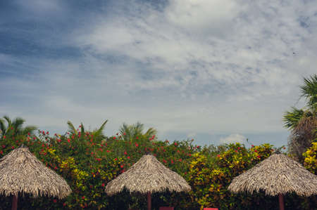 Golf course in Dominican republic. field of grass and coconut palms on Seychelles island.の写真素材