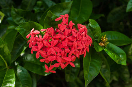 Abstract background of Beautiful tropical flowers. Close-up.