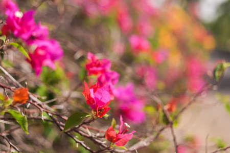Abstract background of Beautiful tropical flowers. Close-up.の写真素材