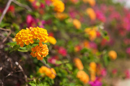 Abstract background of Beautiful tropical flowers. Close-up.の写真素材
