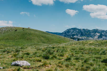 Mountain valley during sunrise. Natural summer landscape. Mountain peak green nature scenery. green hill landscapeの写真素材