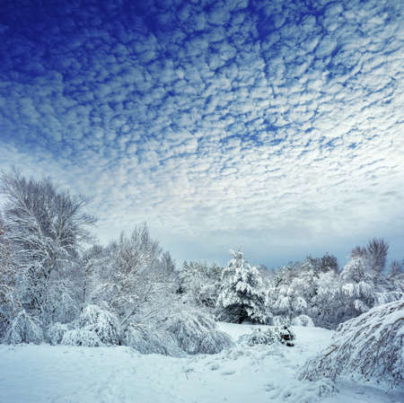 New Year tree in winter forest. Beautiful winter landscape with snow covered trees. Trees covered...