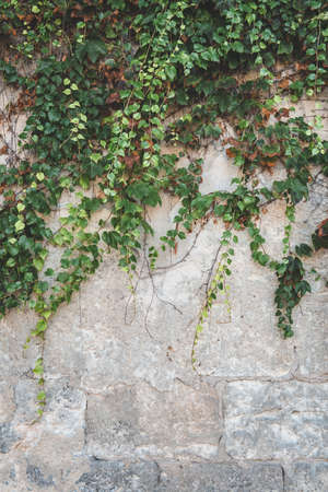 Green ivy plant climb on old ancient brick wall background.の写真素材