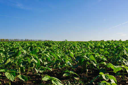 Green Field of wheat, blue sky and sun, white clouds. wonderlandの写真素材