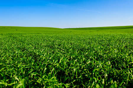 Green Field of wheat, blue sky and sun, white clouds. wonderlandの写真素材