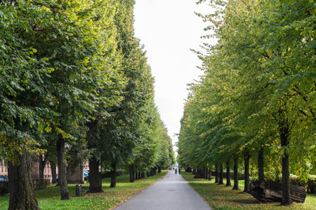 Calm Fall Season. Beautiful Landscape With Road In Autumn Forest. Maples And Birch Trees With Green, Yellow And Orange Leaves And Footpath In The Woodland In Sunny Dayの写真素材