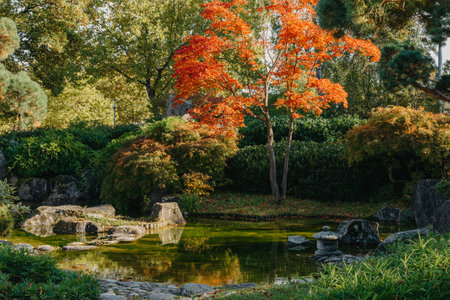Beautiful calm scene in spring Japanese garden. Japan autumn image. Beautiful Japanese garden with a pond and red leaves. Pond in a Japanese garden.の写真素材