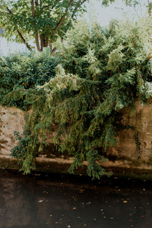 View of tree over the water. Quiet little river with trees on banks.の写真素材