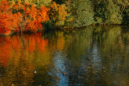 Autumn tree on the curves bank of the pond. Autumn landscape with red tree. autumn trees over water...