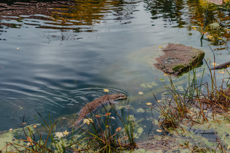 European river otter, Lutra lutra, swimming on back in clear water. Adorable fur coat animal with...