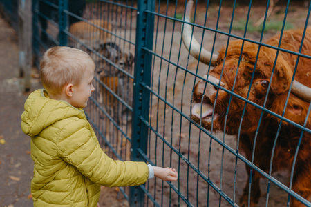 outdoor portrait of kids taking care and feeding a cow on a farm. boy in zoo feeds buffaloの写真素材