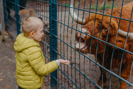 outdoor portrait of kids taking care and feeding a cow on a farm. boy in zoo feeds buffaloの写真素材