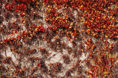 red ivy on the wall of the old house. Old vintage rustic German shabby small house with colorful...
