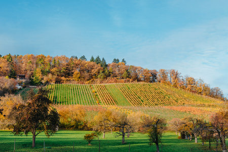 Yellow beech tree on a hill slope with sunbeams at mountain valley.の写真素材