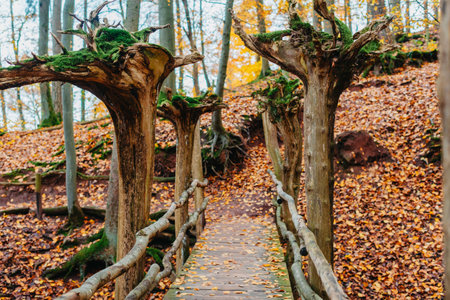 wooden bridge with terrible trees in the autumn forest. Bridge way in autumn forest landscape. Autumn nature park sceneryの写真素材