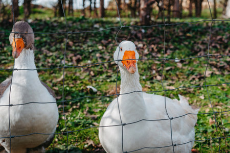 Two geese caged in farm. The geese crowded into the cages. Geese on the street eating grass. Agriculture concept. Caged Geese, Geese, White Geese, Gray Geese, Farm, Zoo, Wild Birds, Travel, Vacation, Village, Waterfowl, Flock of Birds, Birds, Bird Cage, Big Birds, Poultry Farm, Tourism, Beautifulの写真素材