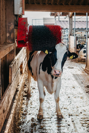 A black and white milk cow scratching her back on an electric back scratcher in a barn. The back scratcher is a black and red brush that spins when the cow walks under it. cow scratches its back with a specific brush deviceの写真素材