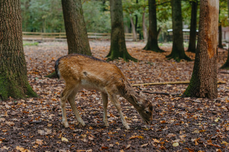 Female Red deer stag in Lush green fairytale growth concept foggy forest landscape imageの写真素材