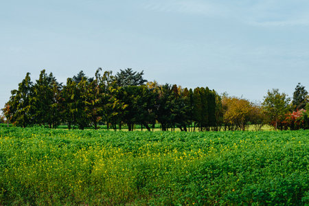 Tree, field, meadow and forest, blue sky - Autumn Season. Fall in the Field. Green Field, Yellow tree and Blue Sky. Great as a backgroundの写真素材