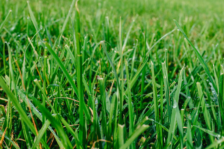 Close up of fresh thick grass with water drops in the early morning. Closeup of lush uncut green grass with drops of dew in soft morning lightの写真素材