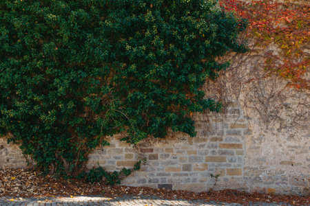 Green Vegetation On An Old Brick Wall. Ivy Beautiful Shape. Grungy Brick Wall Overgrown By Ivy Warm Tint. Brick Wall With Beautiful Green Ivy Foliage On The Sideの写真素材
