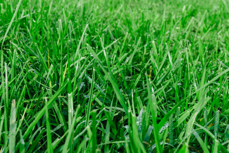 Close up of fresh thick grass with water drops in the early morning. Closeup of lush uncut green grass with drops of dew in soft morning lightの写真素材