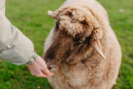Little caucasian boy feeding ram in a farm. Ram eating grains of cereal from the hands of a child.の写真素材