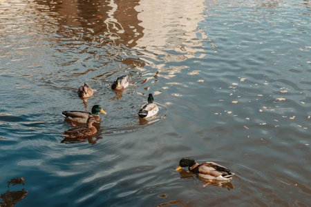 Ducks on the lake in the park. Park in the fall. Autumn trees. Wild ducks are reflected in the lake. Multi-colored bird feathers. A pond with wild ducks and drakes. A duck lake full of beautiful ducks swimming for them in city parkの写真素材