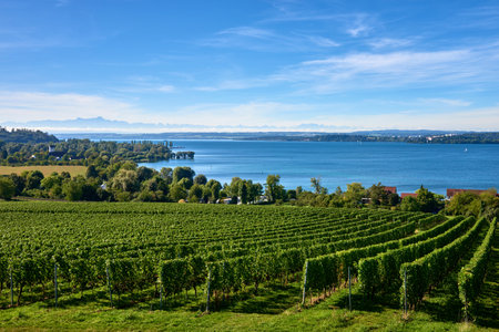 Bodensee Panorama: Alps on the Horizon, Vineyards, and Pastoral Beauty. Alpine Horizon: Bodensee, Vineyards, and Quaint Villages in the German Countryside. Vineyard Vistas: Bodensee, Alpine Peaks, and the Rural Charm of German Agriculture. Rural Tranquility: Bodensee Overlooking Pastures, Vineyards, and Traditional Villagesの写真素材