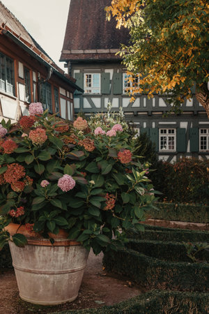 Traditional German Houses with nice garden in fall. Flowers in the City Park of Bietigheim-Bissingen, Baden-Wuerttemberg, Germany, Europe. Autumn Park and house, nobody, bush and greneryの写真素材