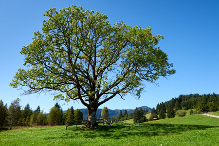 Alpine Symphony: Summer Majesty in the Mountain Wilderness. Majestic Peaks and a Lone Tree in the Meadow. Mountain: A Grand Tree Gracing the Alpine Pasture. Blue Skies Over Peaks: A Majestic Alpine Landscape in Summer. A Lone Tree Amidst Alpine Meadows Under a Clear Skyの写真素材