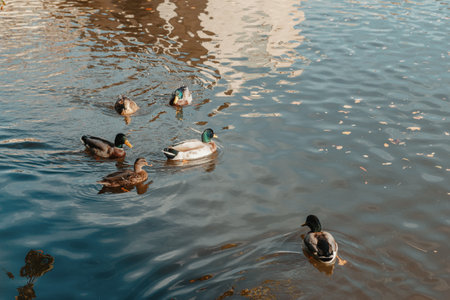 Ducks on the lake in the park. Park in the fall. Autumn trees. Wild ducks are reflected in the lake. Multi-colored bird feathers. A pond with wild ducks and drakes. A duck lake full of beautiful ducks swimming for them in city parkの写真素材