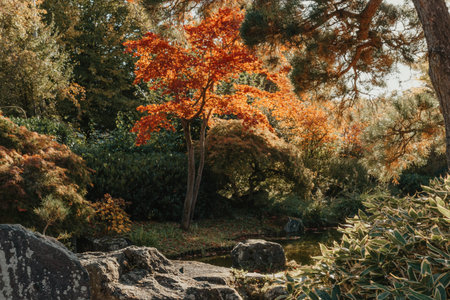 Beautiful calm scene in spring Japanese garden. Japan autumn image. Beautiful Japanese garden with a pond and red leaves. Pond in a Japanese garden.の写真素材