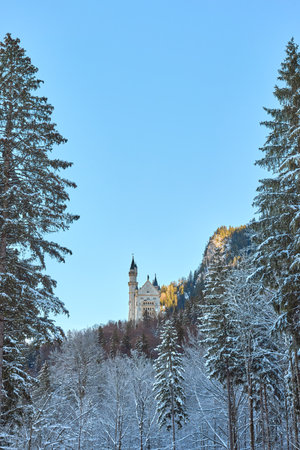Large snow-covered tree with Neuschwanstein Castle in the background, gothic medieval castle on a mountain in Germanyの写真素材