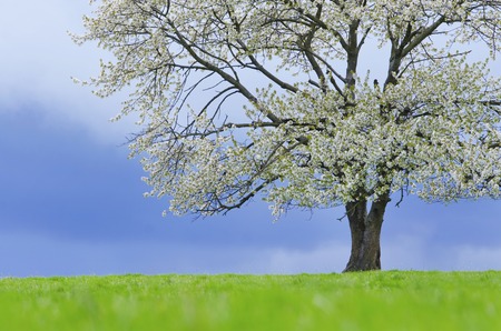Spring cherry tree in blossom on green meadow under the blue skyの写真素材