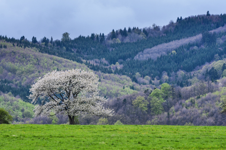 Beautiful spring scenery. White flowers cherry trees on nice meadow full of green grass. Blue sky and majesty forest in background. Wallpaper with space for you montage.の写真素材