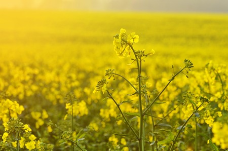 Blooming canola flowers on agricultural field. Rape in nature in spring.の写真素材