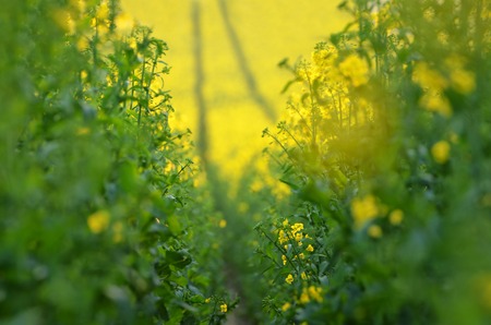 Blooming canola flowers on agricultural field. Rape in nature in spring.の写真素材